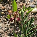 Geum triflorum (kuklik trójkwiatowy)