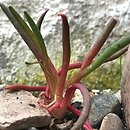 Lewisia rediviva (lewizja trwała)