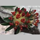 Anthyllis vulneraria Rubra