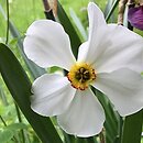 Narcissus Actaea