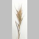 Bromus rubens (stokłosa czerwonawa)