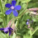 Anchusa azurea (farbownik lazurowy)