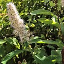 Spiraea douglasii var. menziesii (tawuła Menziesa)