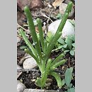 Mesembryanthemum nodiflorum