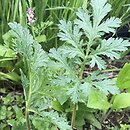 Erodium ciconium