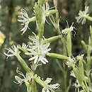 Silene tatarica (lepnica tatarska)