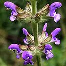 Salvia verbenaca