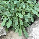 Petrophytum caespitosum