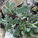 Packera cymbalaria