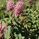 Spiraea ×pseudosalicifolia (tawuła nibywierzbolistna)