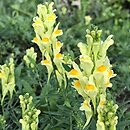 Linaria vulgaris (lnica pospolita)
