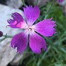 Dianthus praecox ssp. lumnitzeri (goździk Lumnitzera)
