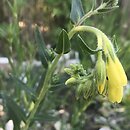 Onosma helvetica