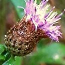 Centaurea ×debeauxii