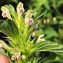 Galeopsis pernhofferi