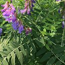 Vicia cassubica (wyka kaszubska)