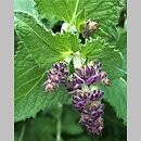 Salvia verticillata (szałwia okręgowa)