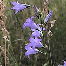 Campanula rapunculus (dzwonek rapunkuł)