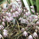 Allium sibthorpianum