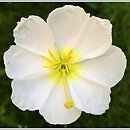 Oenothera pallida (wiesiołek blady)