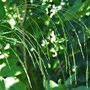 Oloptum miliaceum