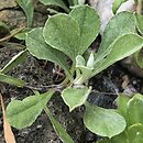 Antennaria howellii