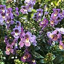 Angelonia angustifolia (angelonia wąskolistna)