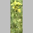 Hirschfeldia incana (hirszfeldia szara)