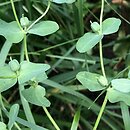 Euphorbia lagascae