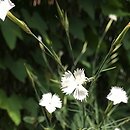 Dianthus elbrusensis