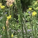 Erysimum marschallianum (pszonak sztywny)