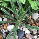 Onosma caucasica ssp. oligotricha