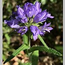 Campanula cervicaria (dzwonek szczeciniasty)