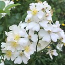 Rosa multiflora (róża wielokwiatowa)
