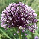 Allium ampeloprasum (czosnek dziki)
