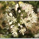 Allium denudatum