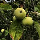 Malus domestica Oliwka Żółta