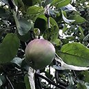 Malus domestica Malinowa Oberlandzka