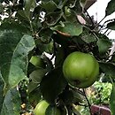 Malus domestica Jonathan