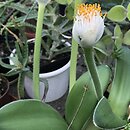 Haemanthus albiflos (krasnokwiat białokwiatowy)