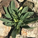 Linum capitatum