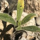 Onosma frutescens (rumianica krzewiasta)