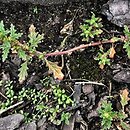 Dysphania pumilio (komosa australijska)
