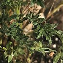 Acaena poeppigiana