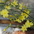 Jasminum (jaśmin)