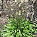 Plantago lanceolata (babka lancetowata)