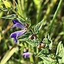 Scutellaria galericulata (tarczyca pospolita)