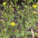 Senecio viscosus (starzec lepki)