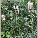 Dalea candida