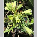 Ornithogalum viridiflorum